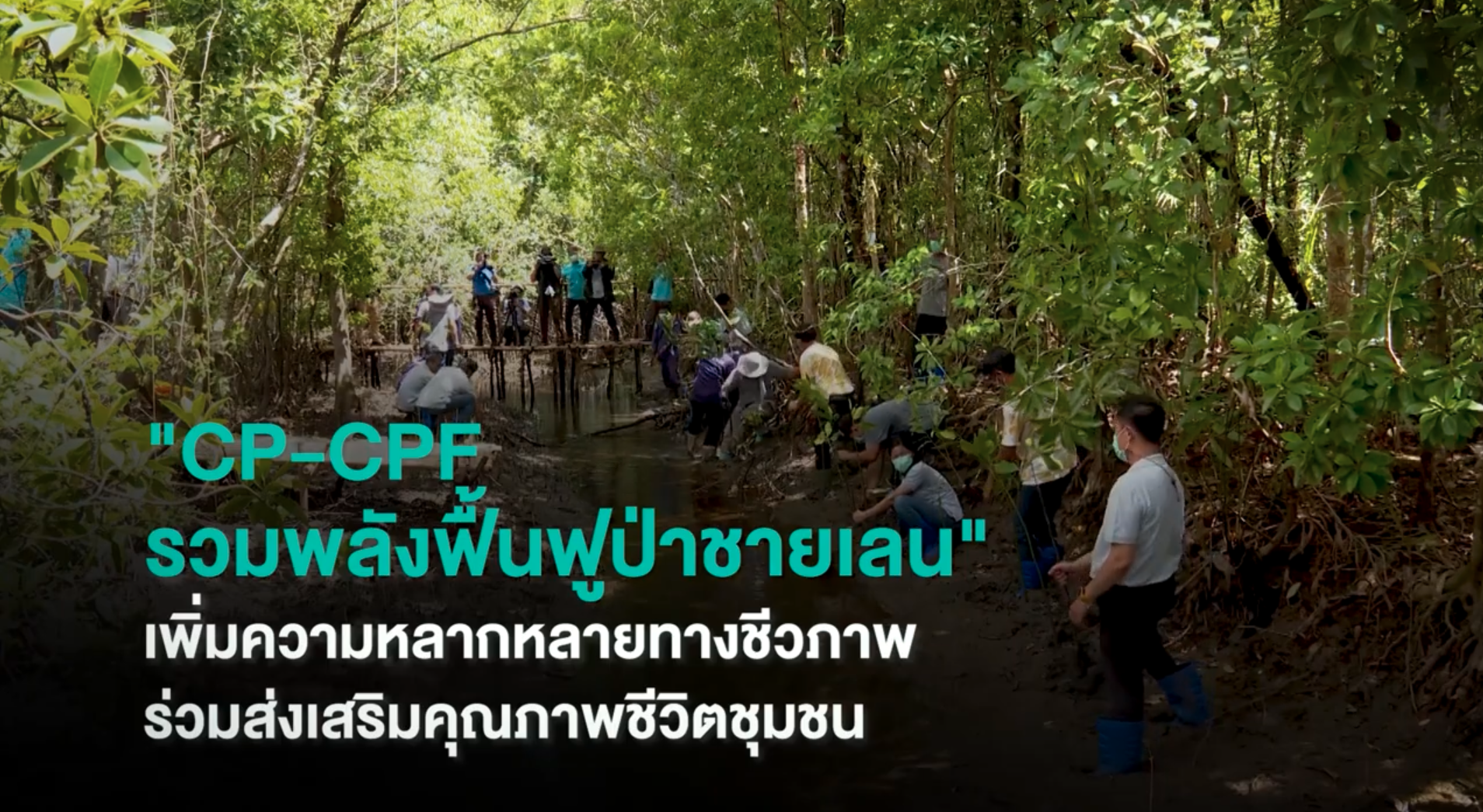 เรื่องดีดี CPF EP.211 ตอน CP-CPF รวมพลังฟื้นฟูป่าชายเลน ส่งเสริมคุณภาพชีวิตชุมชน